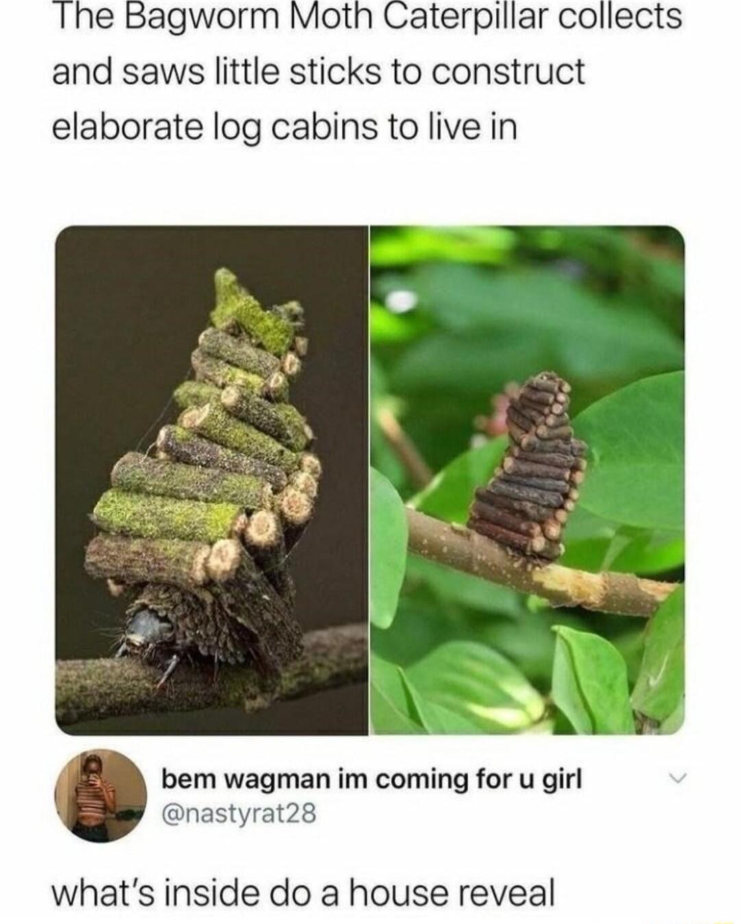 Ihe Bagworm Moth Caterpiliar collects and saws little sticks to construct elaborate log cabins to live in bem wagman im coming for u girl nastyrat28 whats inside do a house reveal