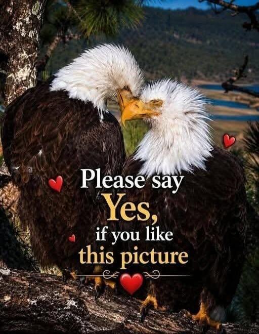 Please say Yes, if you like this picture