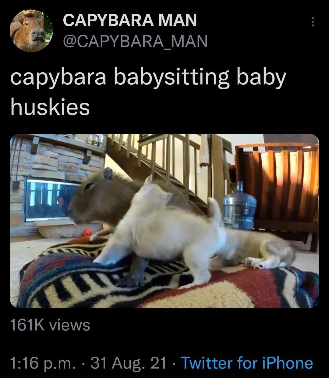 CAPYBARA MAN CAPYBARA MAN orYoV o LT W 0ViT i nulaVoRl oX 10Y huskies h 2 oSy i o A QVENES RIS o N A RCY V0T 2 B RV 4 T o 1l 2 g T I