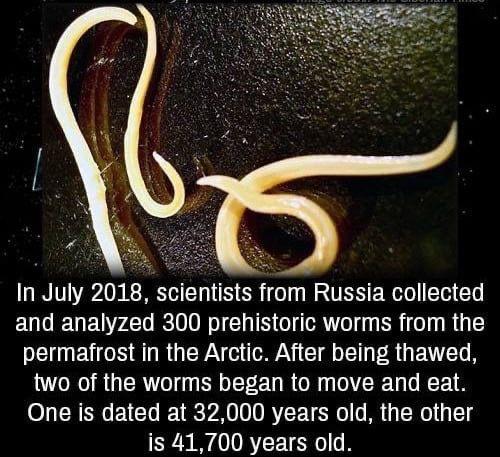 In July 2018 scientists from Russia collected EULERELZEL RN RIS Gl R iy ERi Iy R G P ARGV SN I R GEVE S two of the worms began to move and eat One is dated at 32000 years old the other is 41700 years old