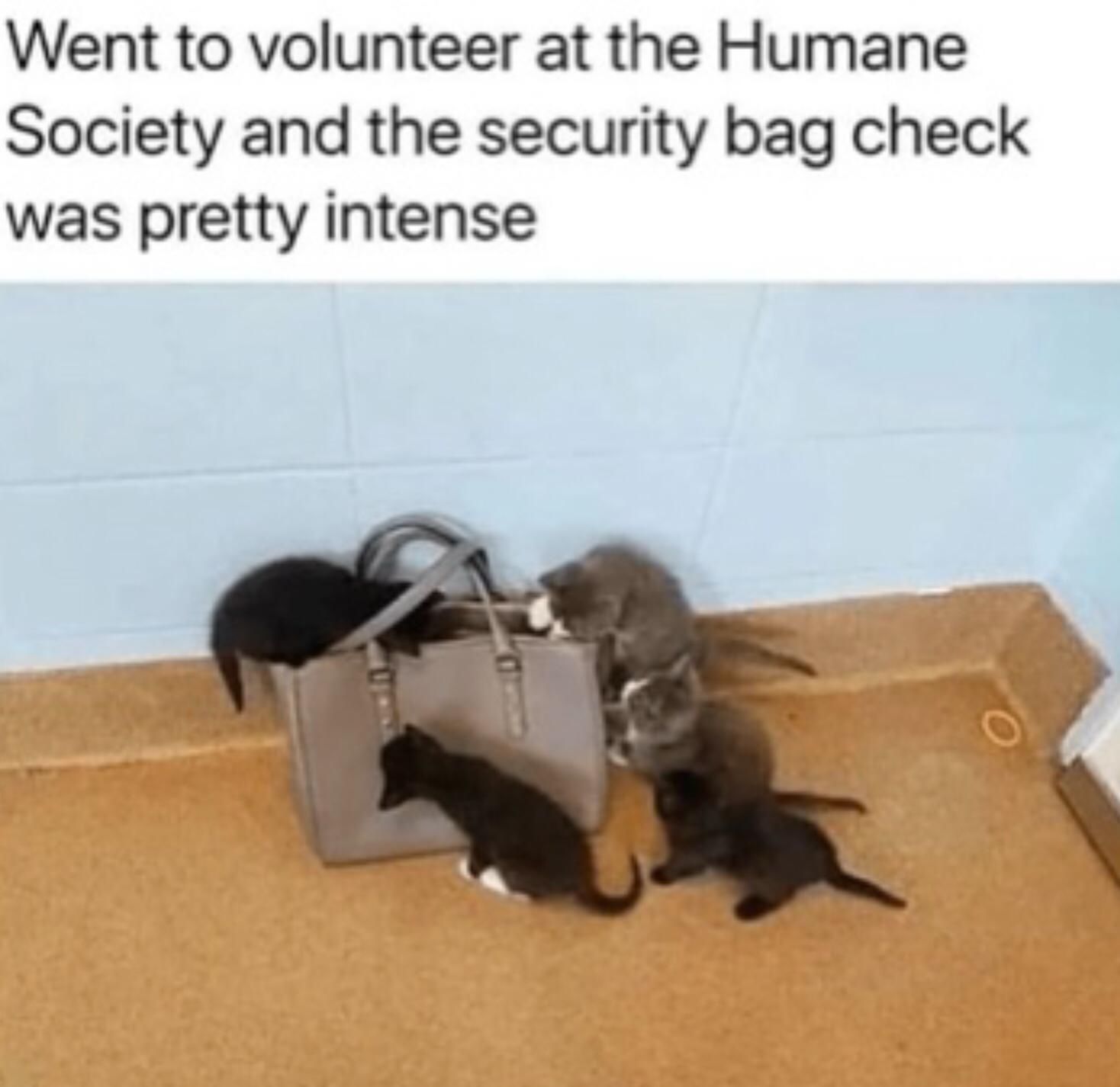 Went to volunteer at the Humane Society and the security bag check was pretty intense