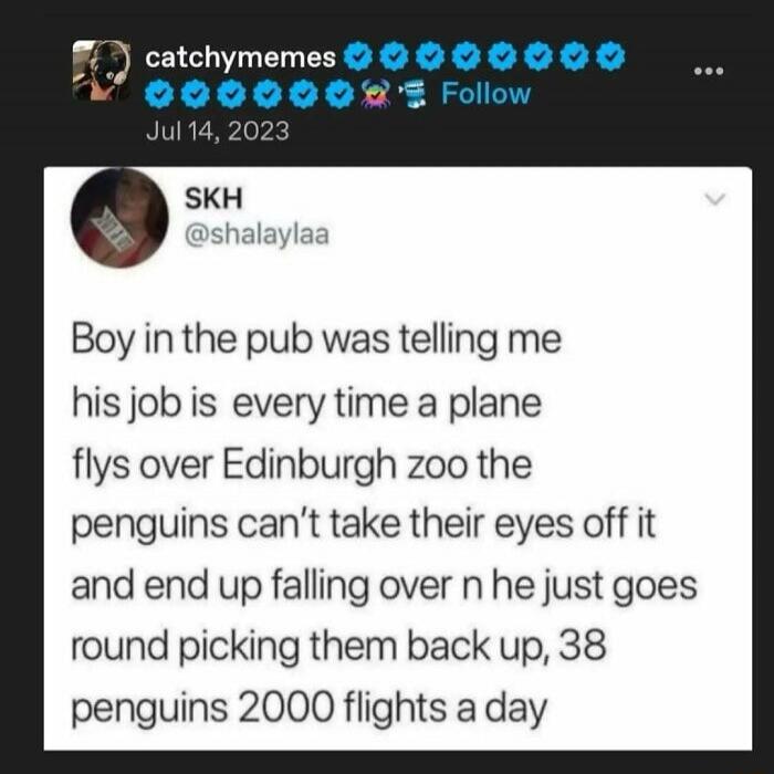 Boy in the pub was telling me his job is every time a plane flys over Edinburgh zoo the penguins can't take their eyes off it and end up falling over n he just goes round picking them back up, 38 penguins 2000 flights a day