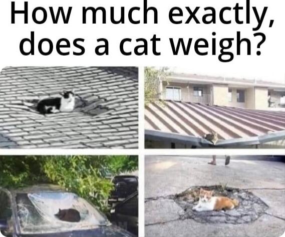 How much exactly, does a cat weigh?