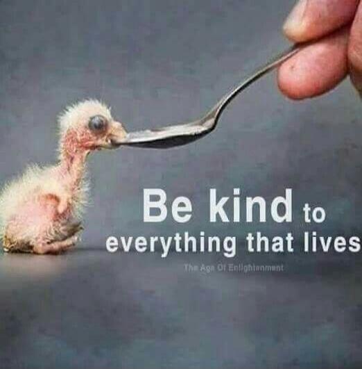 Be kind to everything that lives. The Age Of Enlightenment.