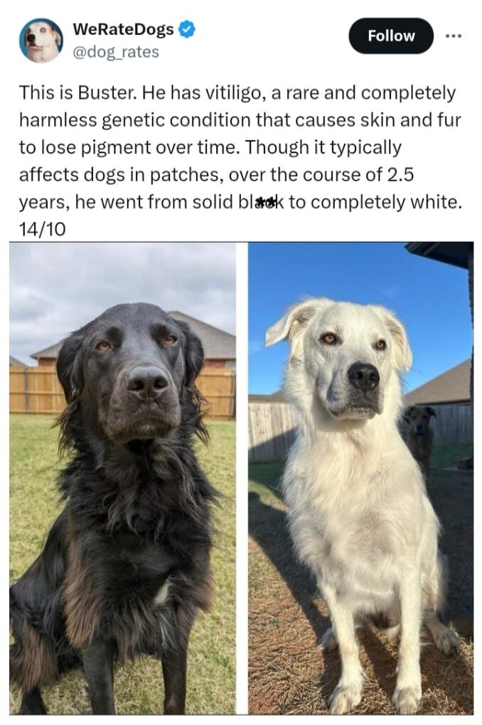 WeRateDogs m rdog rates This is Buster He has vitiligo a rare and completely harmless genetic condition that causes skin and fur to lose pigment over time Though it typically affects dogs in patches over the course of 25 years he went from solid blak to completely white 1410