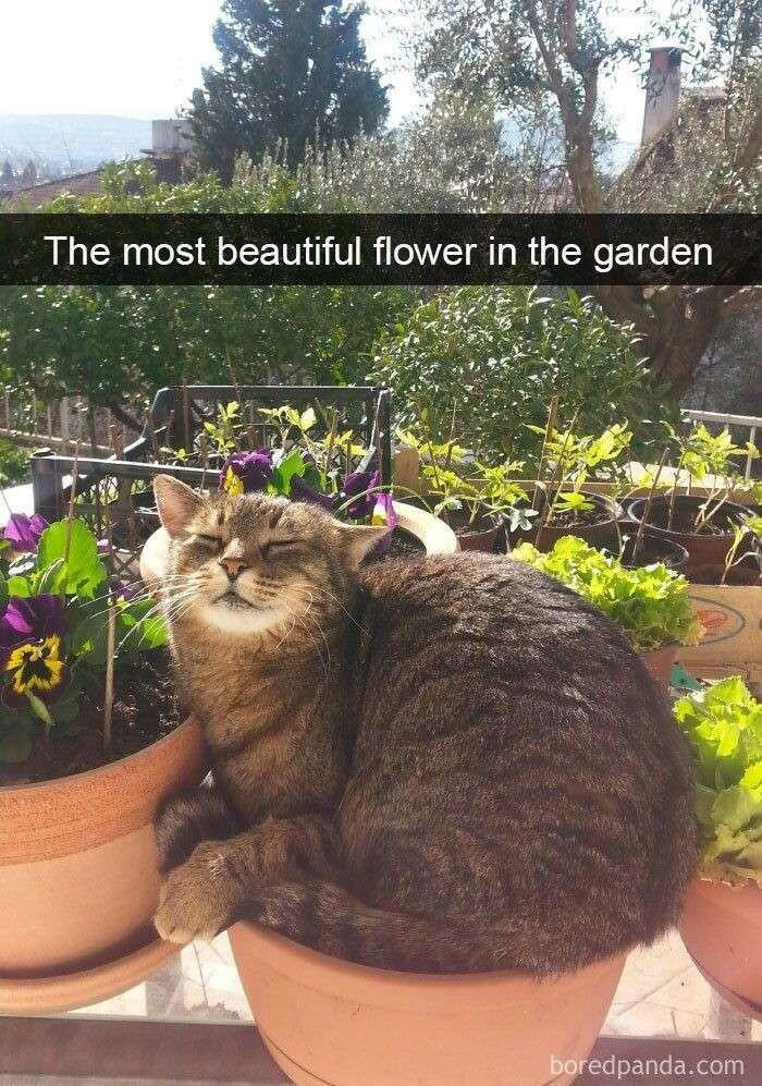 The most beautiful flower in the garden