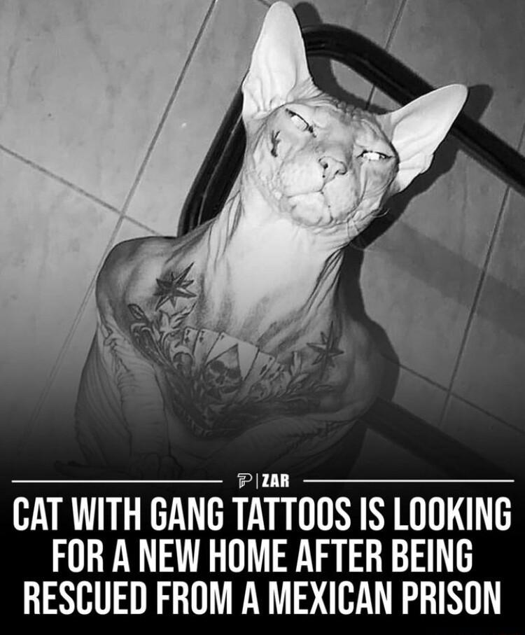 P18R CAT WITH GANG TATTOOS IS LOOKING FOR A NEW HOME AFTER BEING RESCUED FROM A MEXICAN PRISON