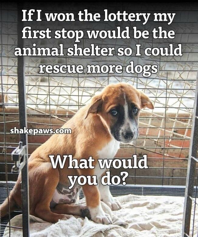 If I won the lottery my first stop would be the animal shelter so I could rescue more dogs. What would you do? shakepaws.com
