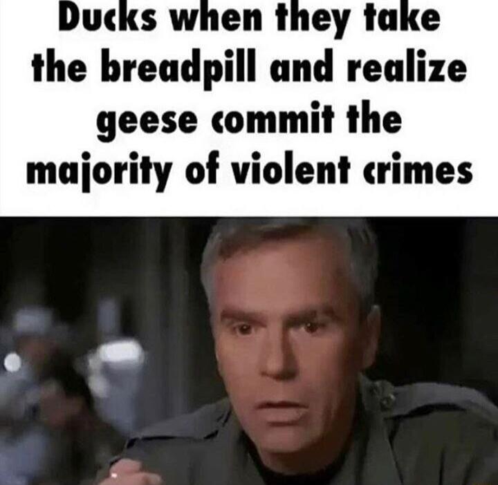 Ducks when they take the breadpill and realize geese commit the majority of violent crimes