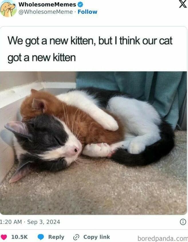 7 WholesomeMemes X WholesomeMeme Follow We got a new kitten but think our cat got a new kitten 120 AM Sep 3 2024 105K Reply Copy link