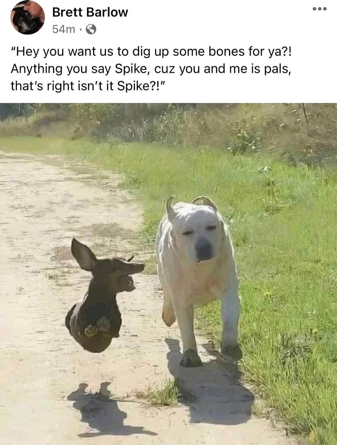 Brett Barlow 54m Hey you want us to dig up some bones for ya Anything you say Spike cuz you and me is pals thats right isnt it Spike