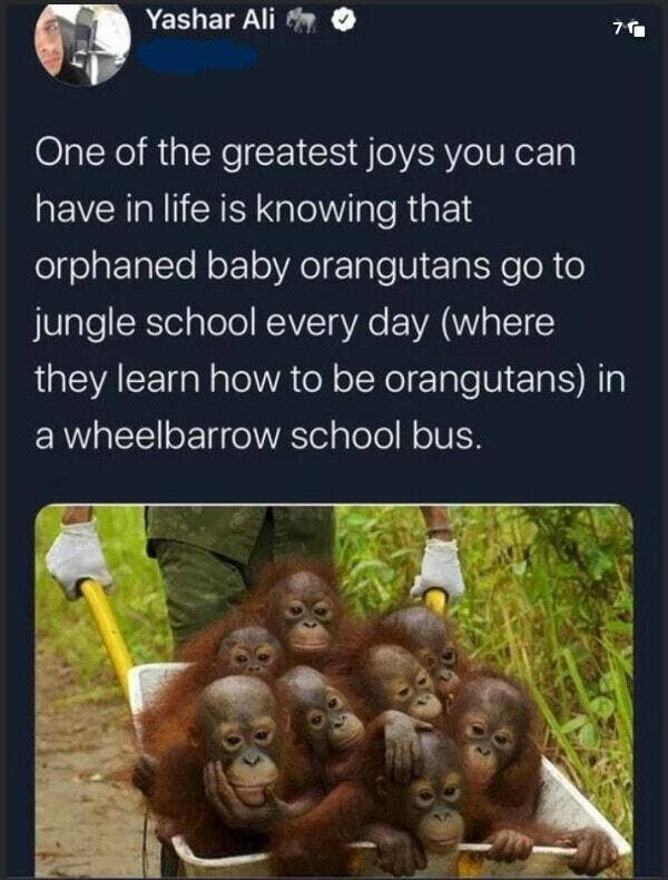AESIETF AN 7 One of the greatest joys you can have in life is knowing that orphaned baby orangutans go to jungle school every day where LGEVAEE o lTA oY oIXelETple Nl ST ERWQ Y oETelWASToT g ToTol oIV IS
