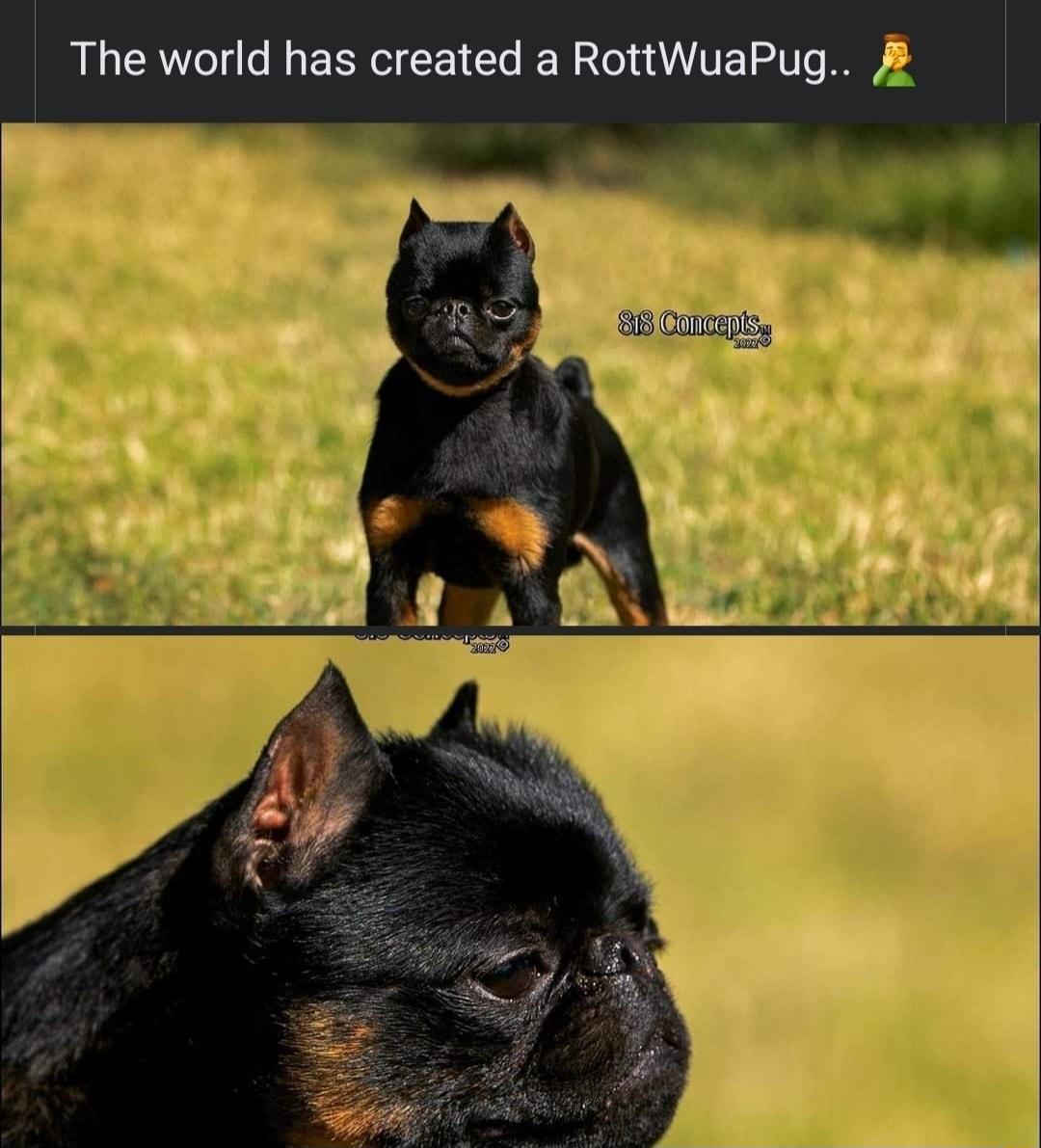 The world has created a RottWuaPug 2