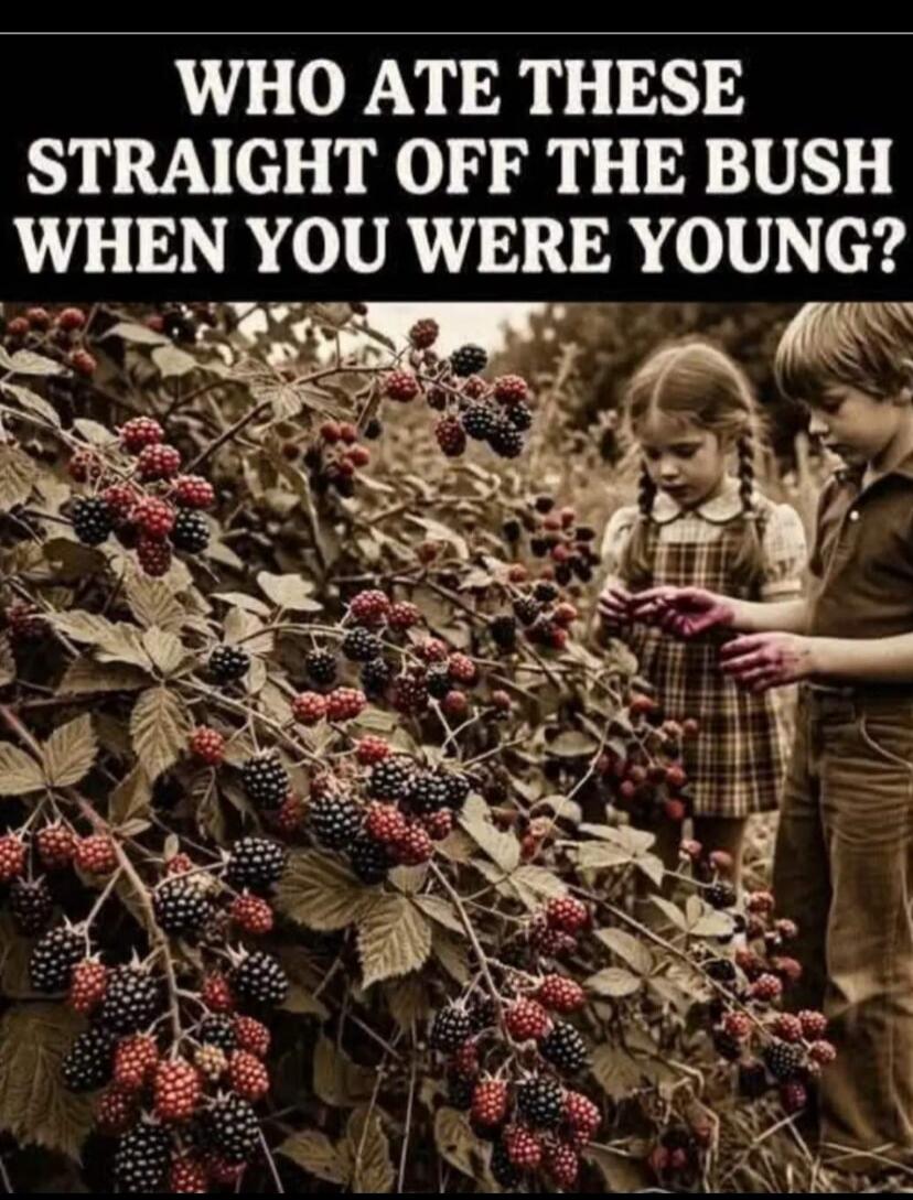 WHO ATE THESE STRAIGHT OFF THE BUSH WHEN YOU WERE YOUNG?