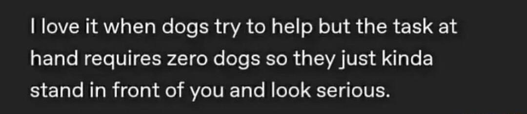 I love it when dogs try to help but the task at hand requires zero dogs so they just kinda stand in front of you and look serious