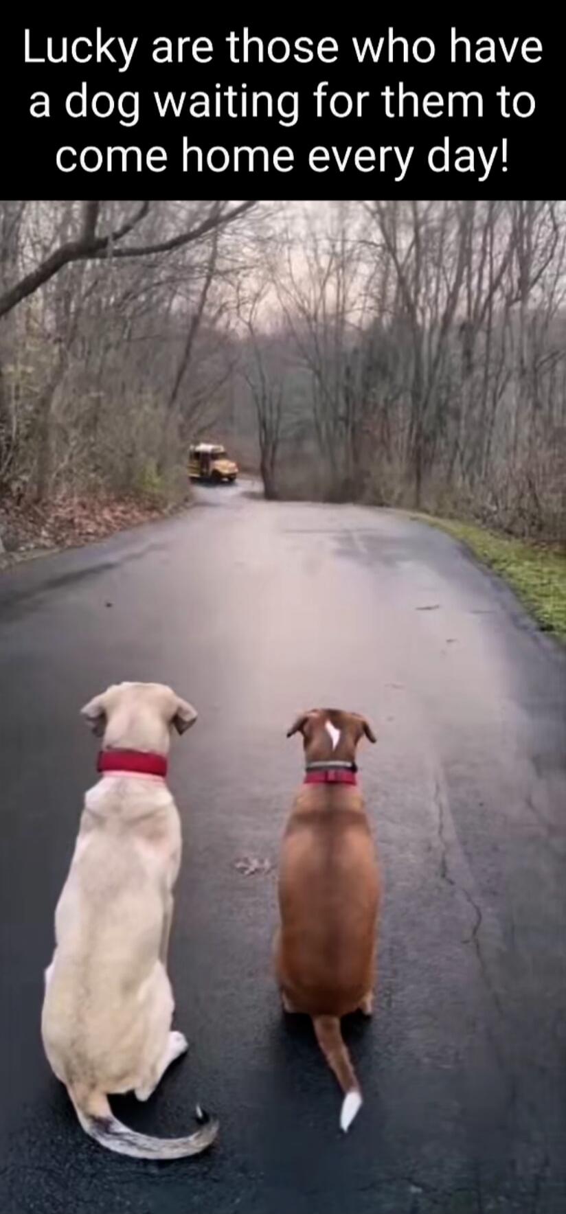 Lucky are those who have a dog waiting for them to come home every day!