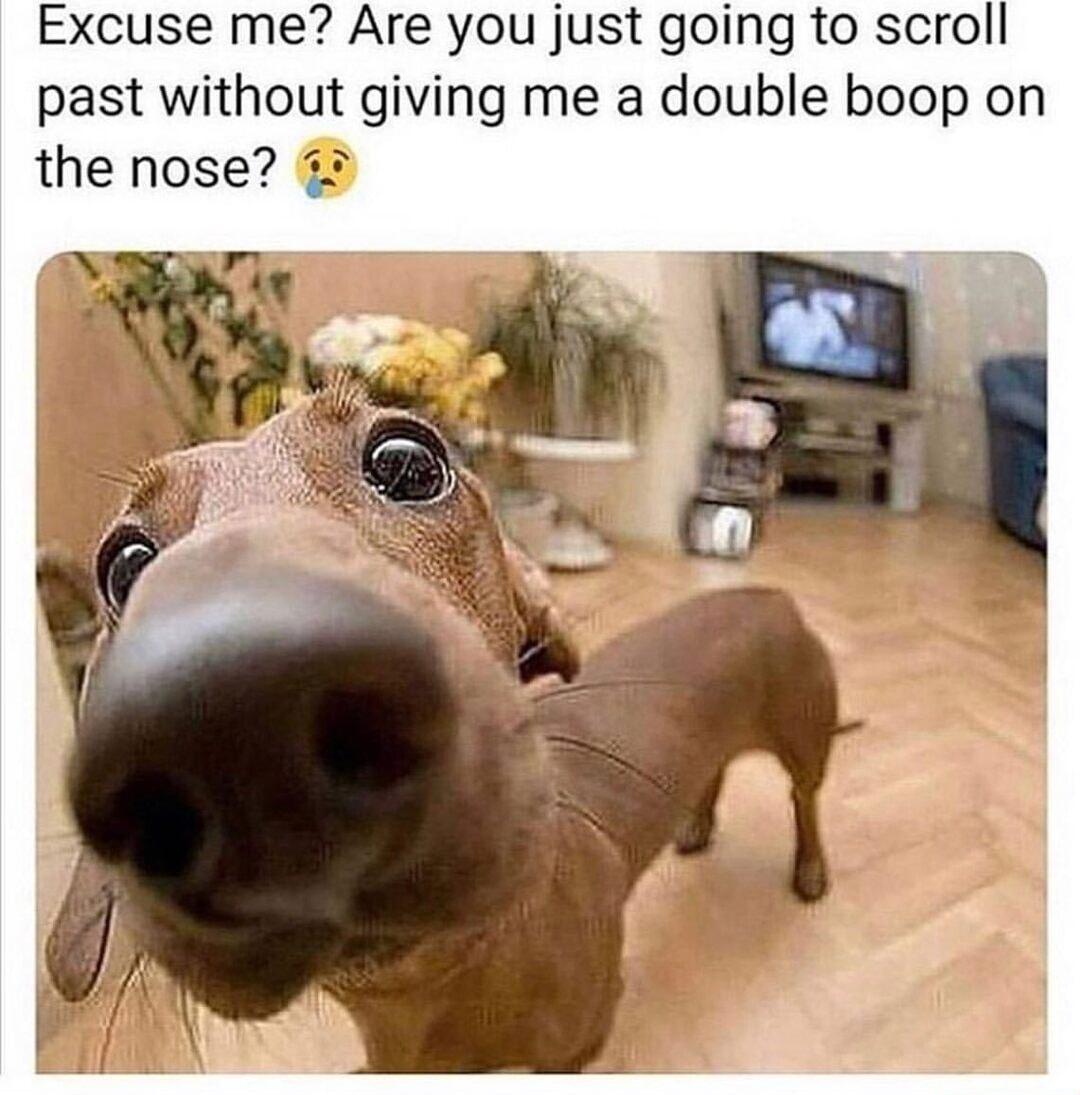 Excuse me Are you just going to scroll past without giving me a double boop on the nose 8