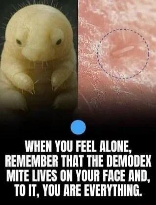 WHEN YOU FEEL ALONE, REMEMBER THAT THE DEMODEX MITE LIVES ON YOUR FACE AND, TO IT, YOU ARE EVERYTHING.