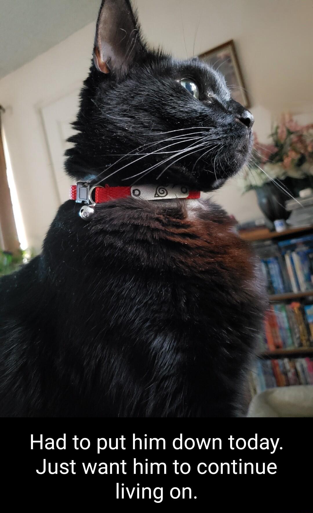 i 5 Y l Had to put him down today Just want him to continue living on