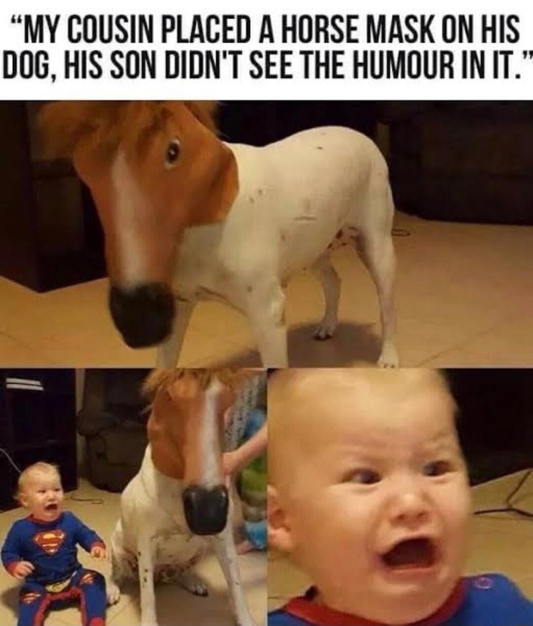 MY COUSIN PLACED A HORSE MASK ON HIS DOG HIS SON DIDNT SEE THE HUMOURINIT
