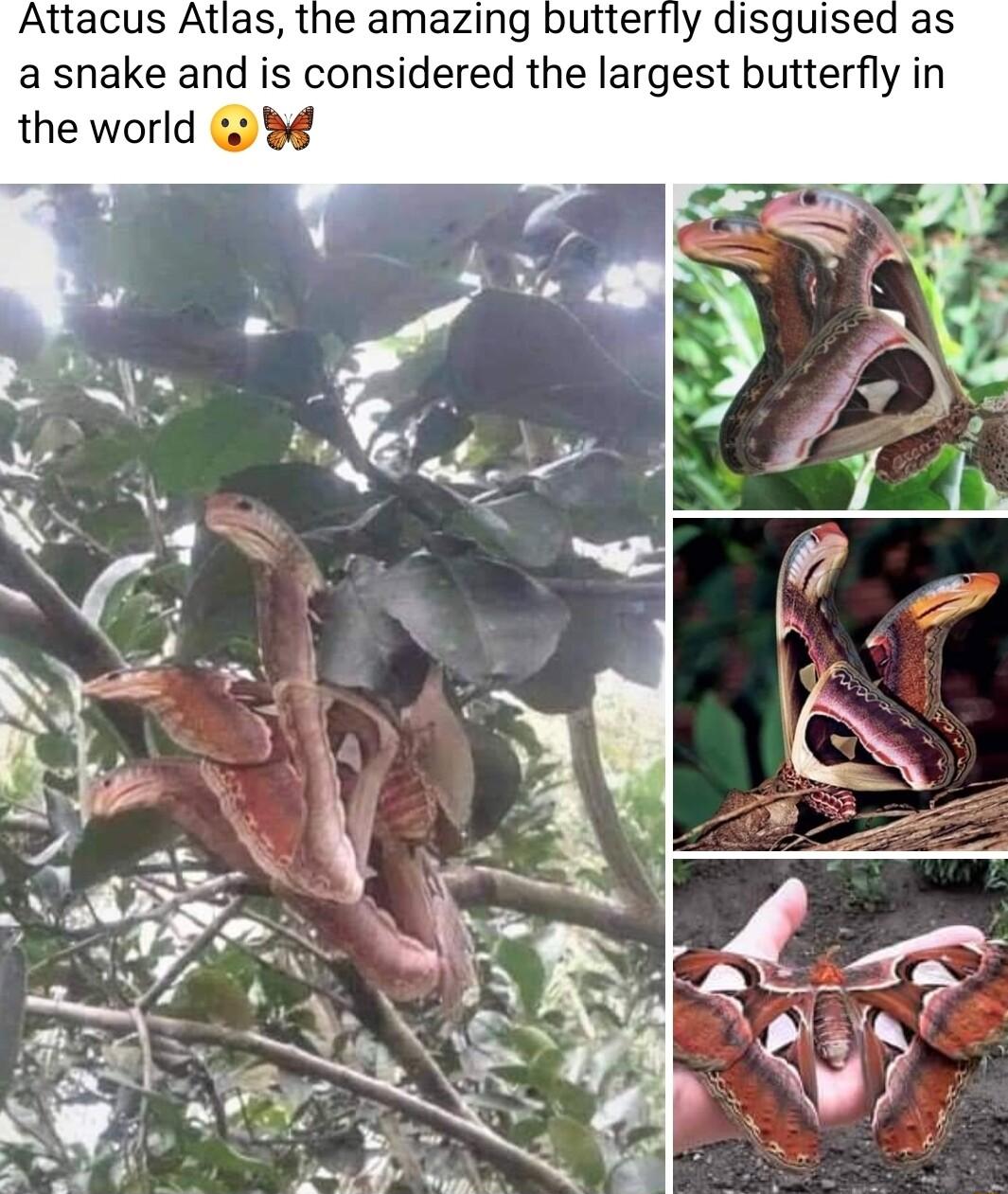 Attacus Atlas the amazing butterfly disguised as a snake and is considered the largest butterfly in the world