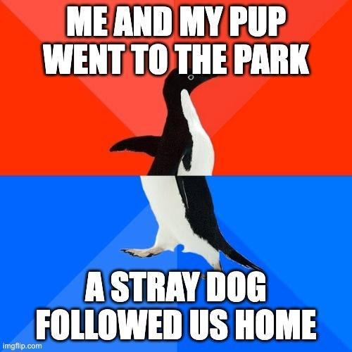 MEAND MY PUP WENT TO THE PARK o ASTRAY DOG FOLLOWED US HOME