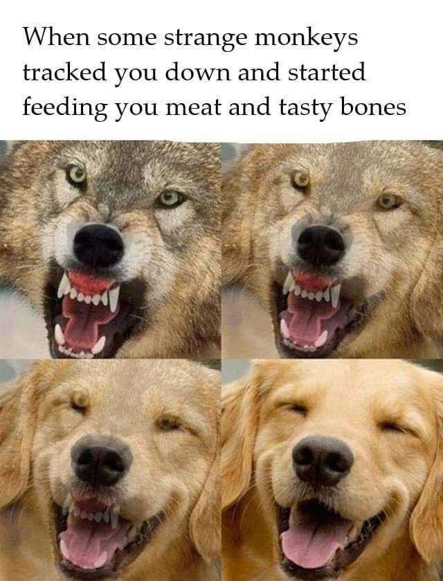 When some strange monkeys tracked you down and started feeding you meat and tasty bones