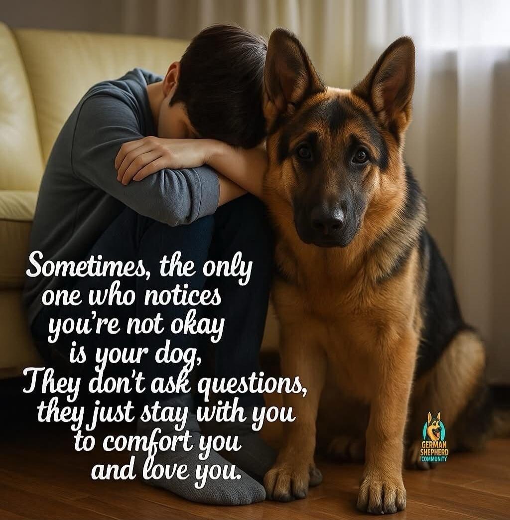 Sometimes, the only one who notices you're not okay is your dog. They don't ask questions, they just stay with you to comfort you and love you.