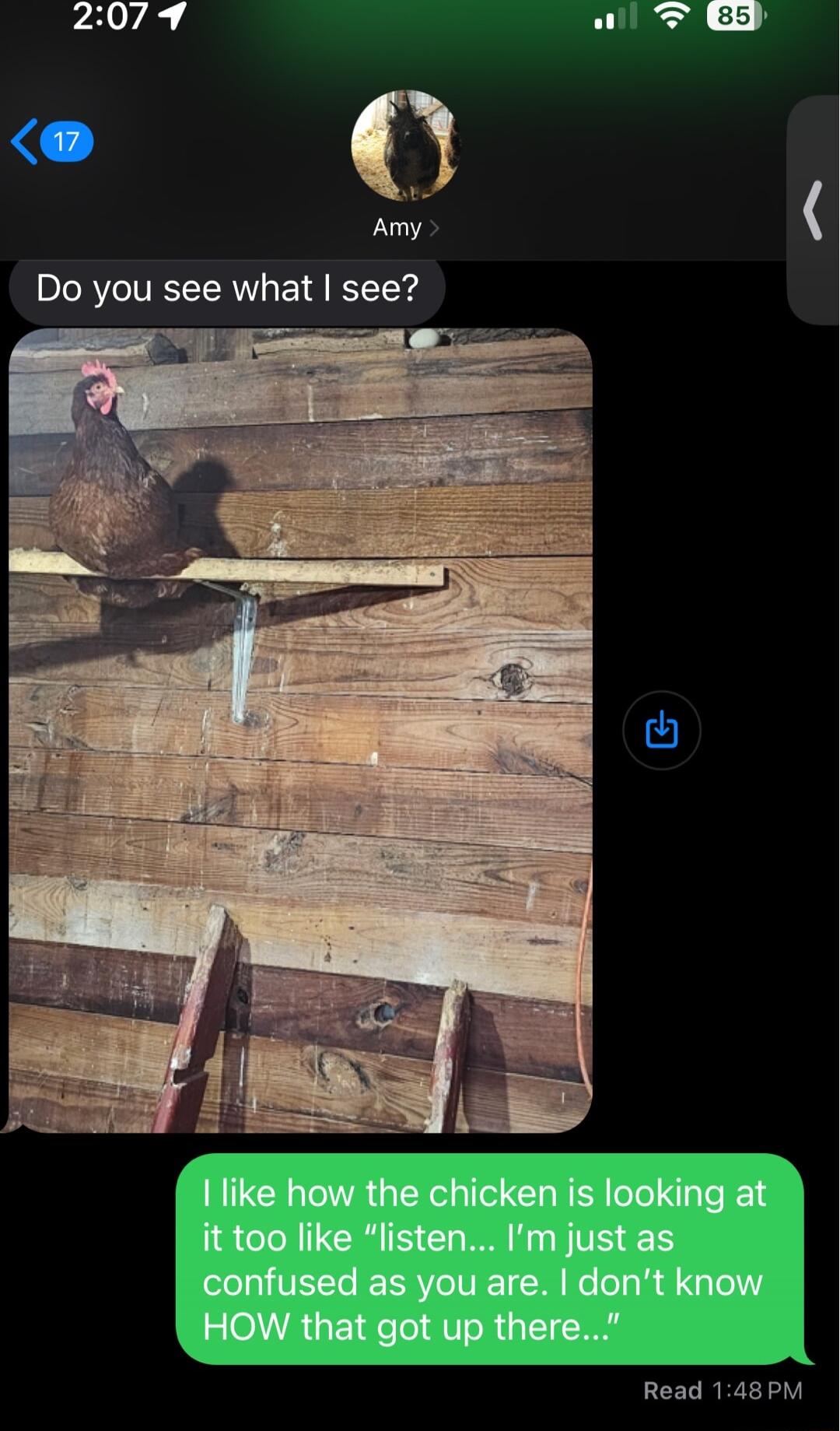 2079 F Amy Do you see what see 1like how the chicken is looking at it too like listen Im just as confused as you are dont know HOW that got up there Read 148PM