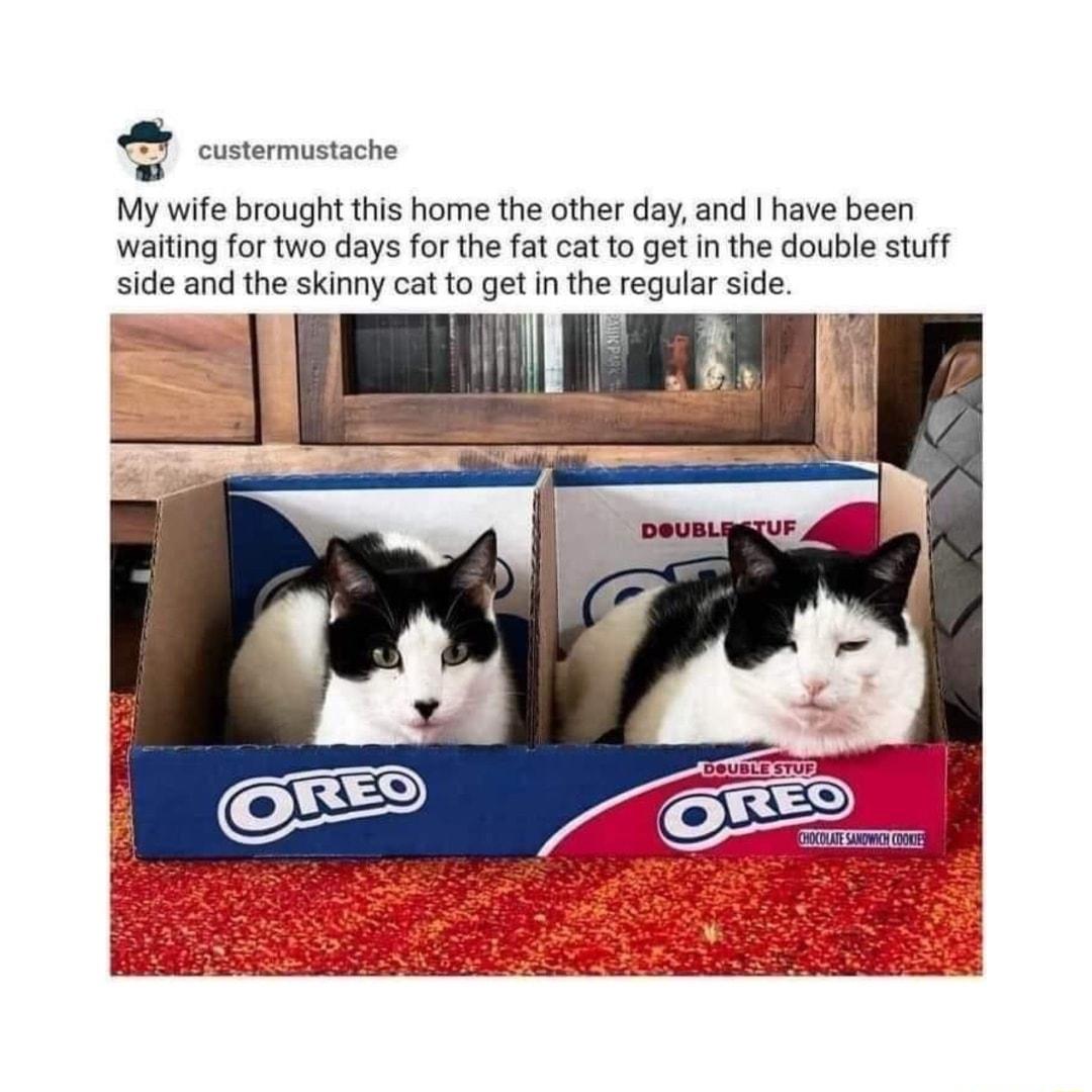 custermustache My wife brought this home the other day and have been waiting for two days for the fat cat to get in the double stuff side and the skinny cat to get in the regular side