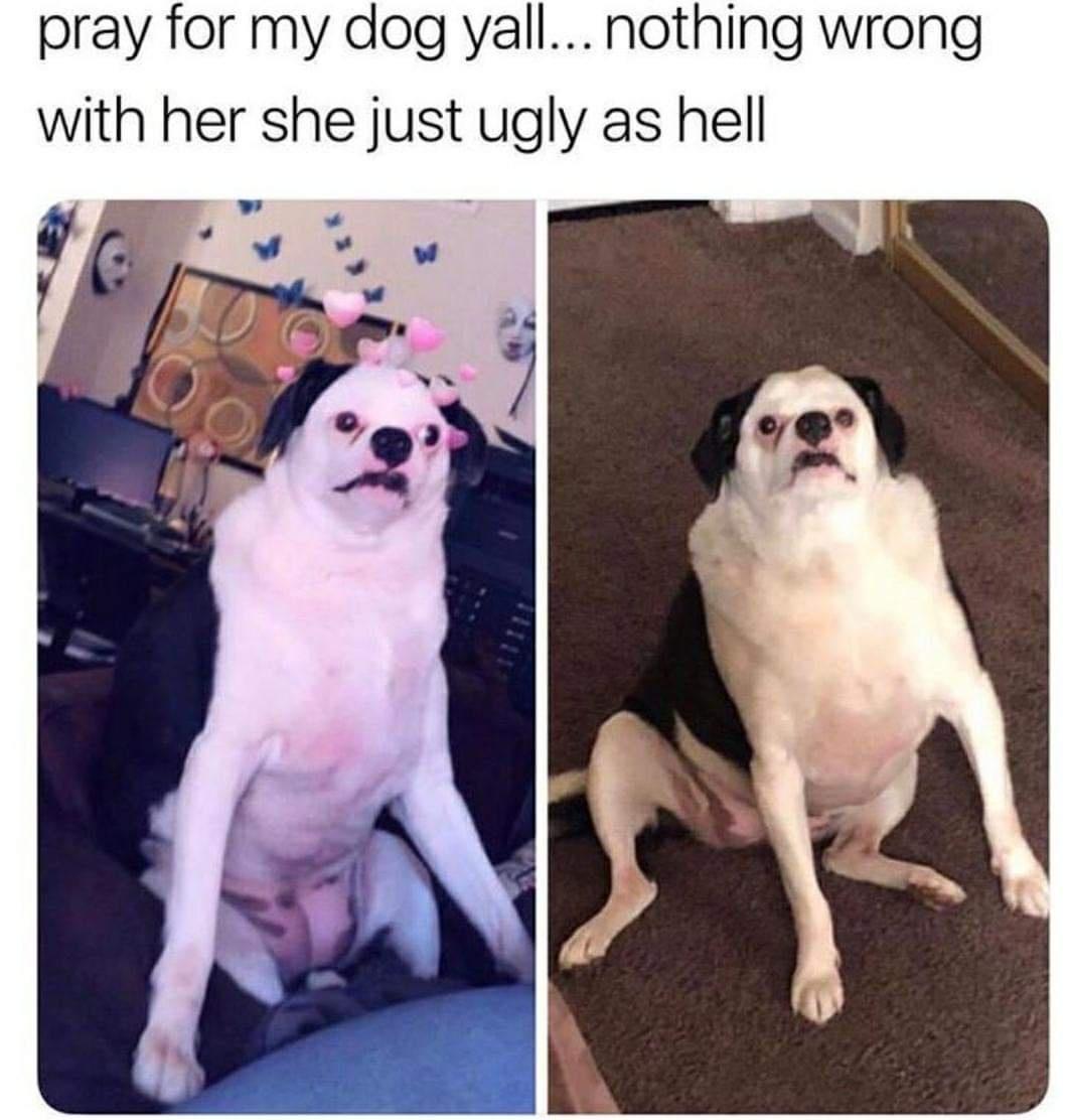 pray for my dog vyall nothing wrong with her she just ugly as hell