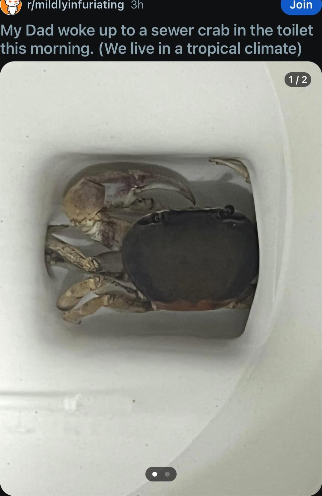 rmilalyinfuriating 3h My Dad woke up to a sewer crab in the toilet this morning We live in a tropical climate
