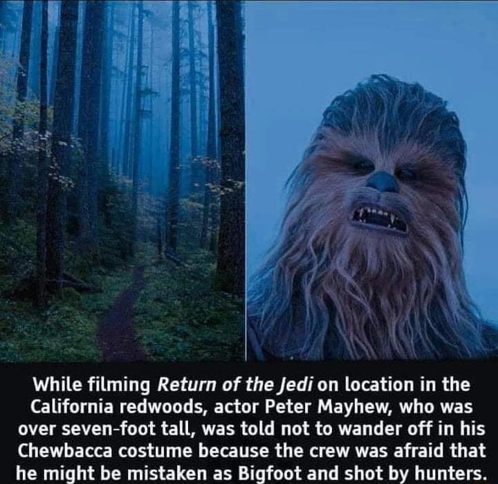 While filming Return of the Jedi on location in the California redwoods actor Peter Mayhew who was over seven foot tall was told not to wander off in his Chewbacca costume because the crew was afraid that he might be mistaken as Bigfoot and shot by hunters