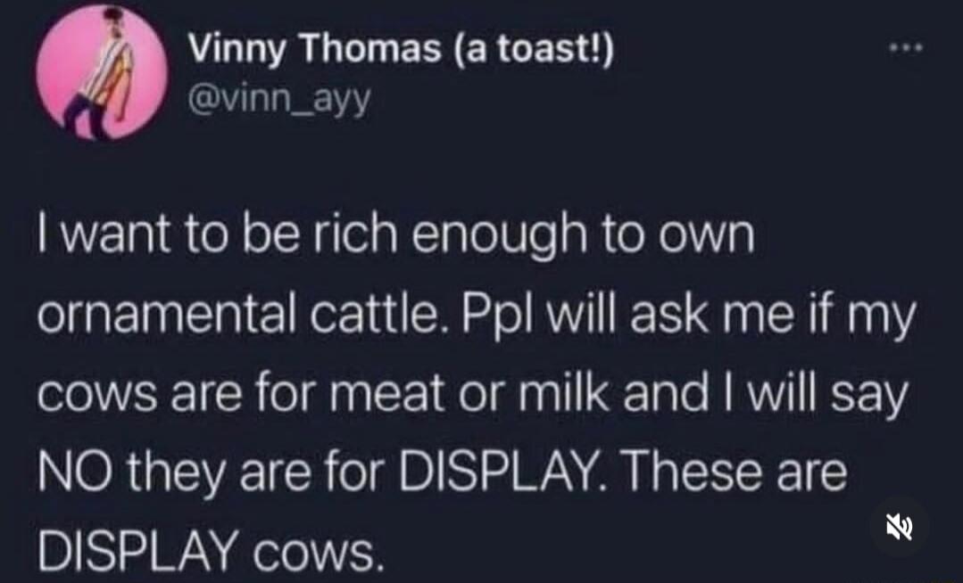 Vinny Thomas (a toast!) @vinn_ayy I want to be rich enough to own ornamental cattle. Ppl will ask me if my cows are for meat or milk and I will say NO they are for DISPLAY. These are DISPLAY cows.