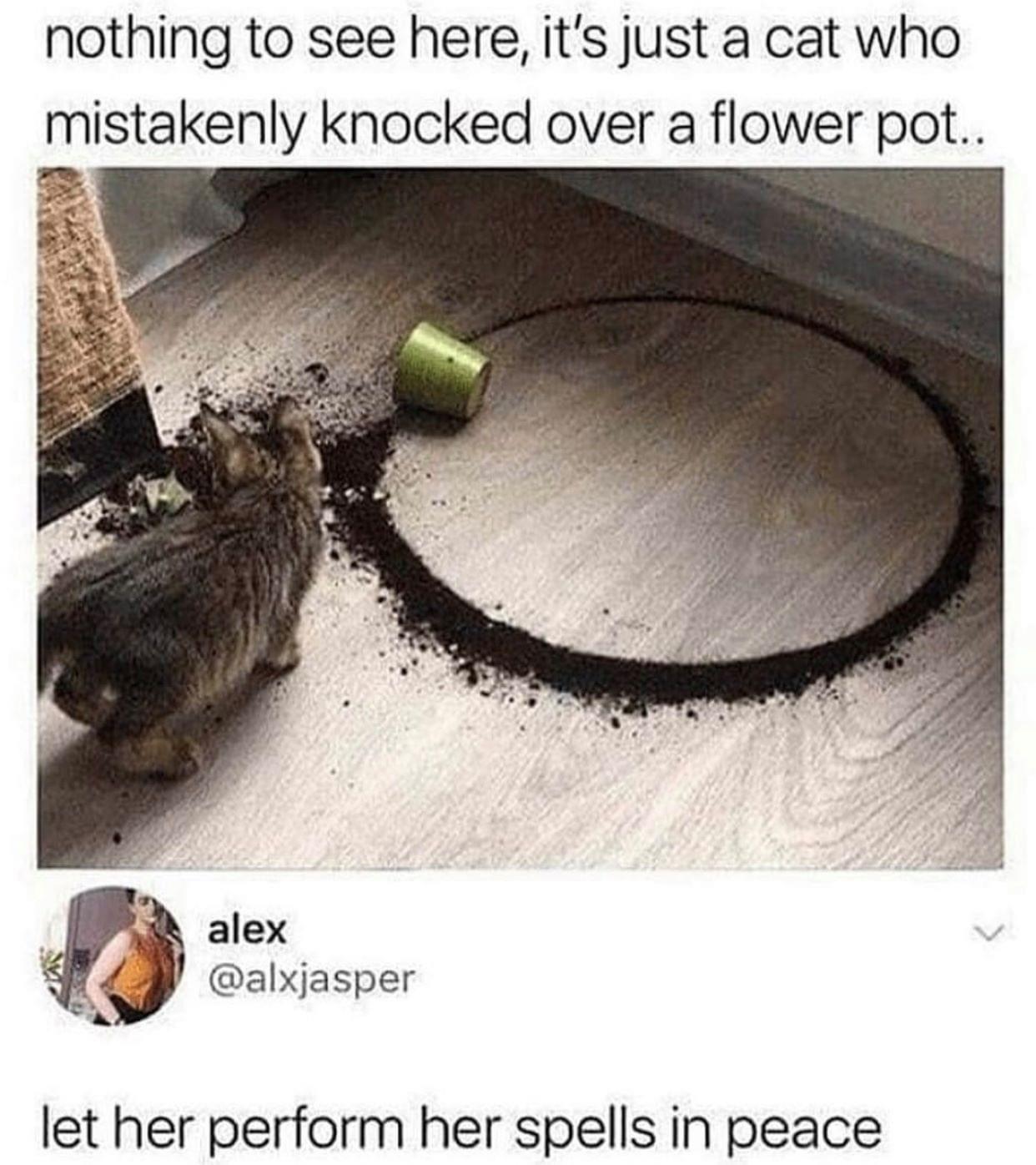 nothing to see here its just a cat who mistakenly knocked over a flower pot PS8 alex 7 alxjasper let her perform her spells in peace