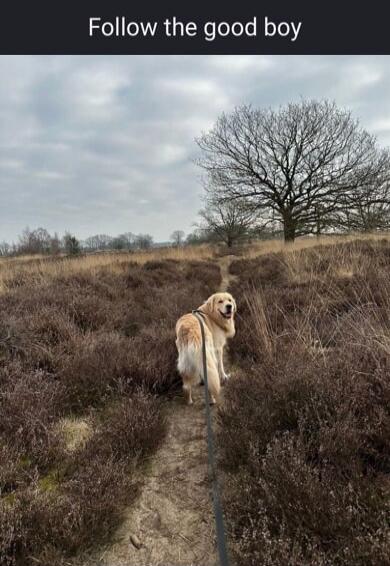 Follow the good boy