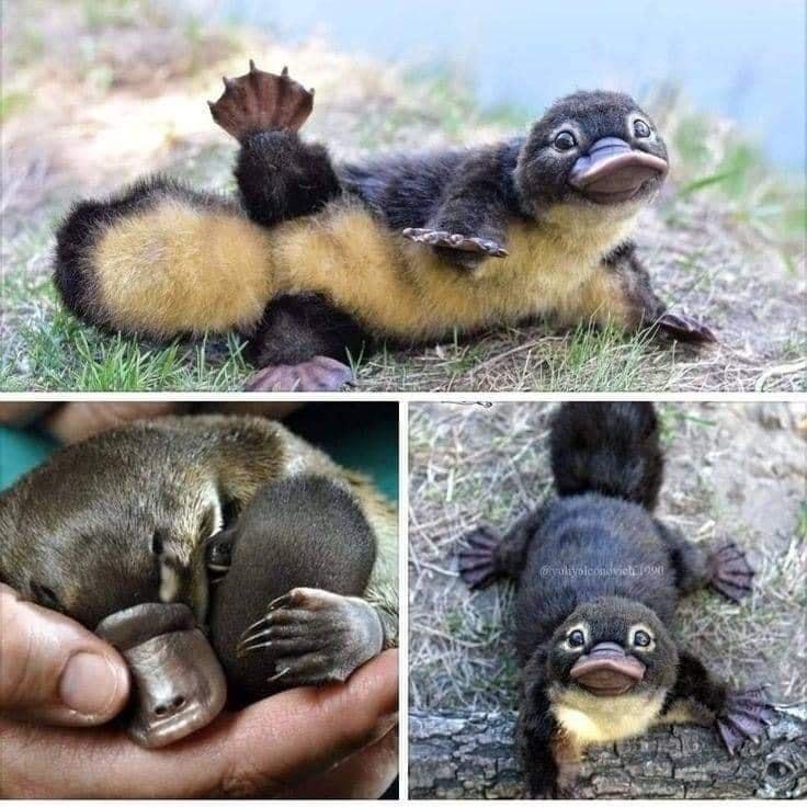 Awesome i Platypus babies are called Puggles Yes you needed to see this today