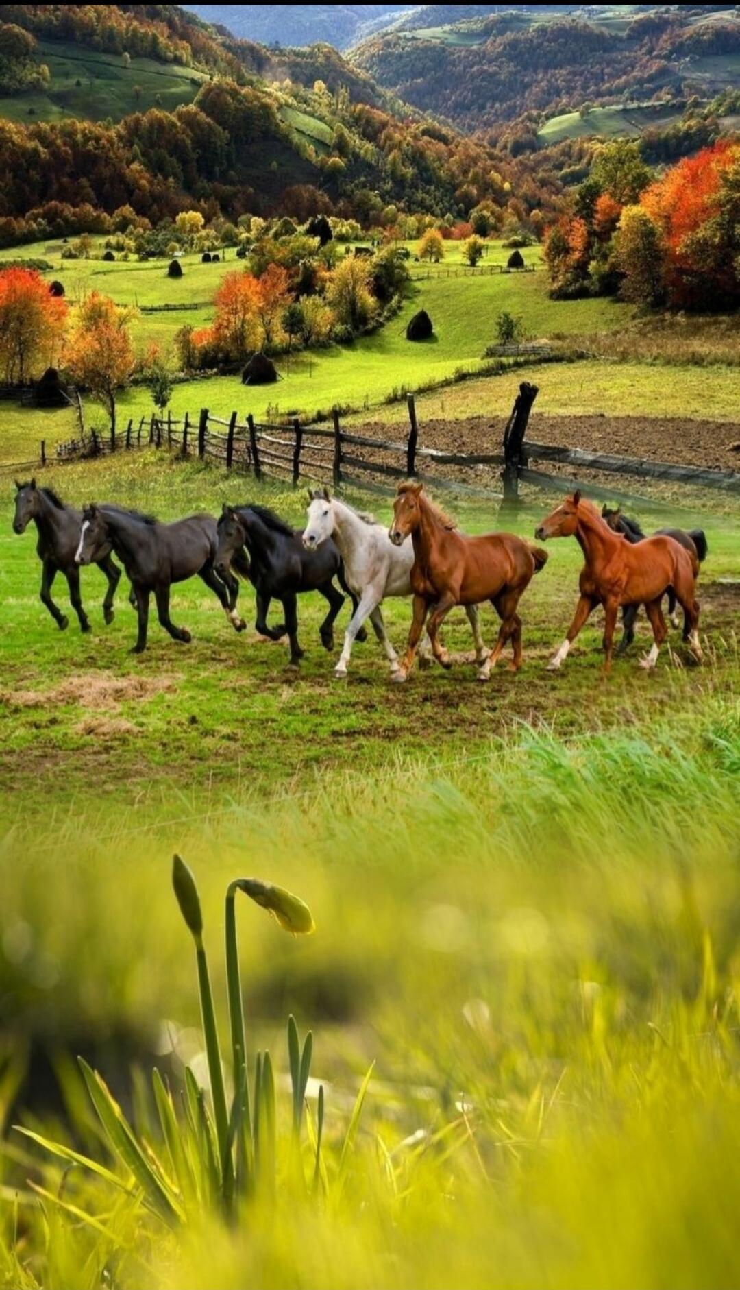 A scenic countryside with a line of horses running across a green field with a wooden fence, hills and autumn trees in the background.