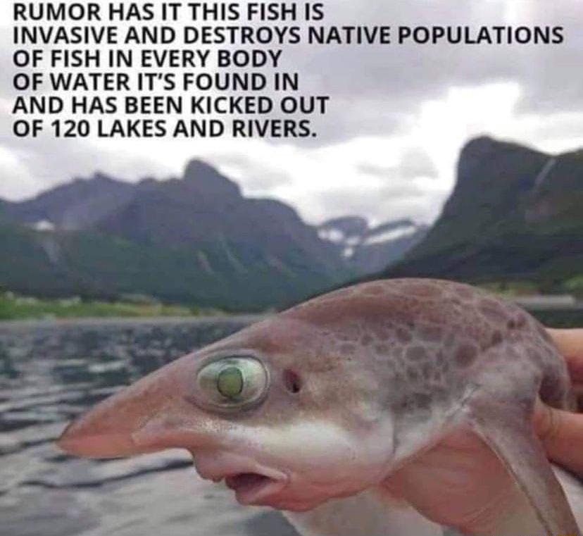 RUMOR HAS IT THIS FISH IS INVASIVE AND DESTROYS NATIVE POPULATIONS OF FISH IN EVERY BODY OF WATER ITS FOUND IN AND HAS BEEN KICKED OUT OF 120 LAKES AND RIVERS
