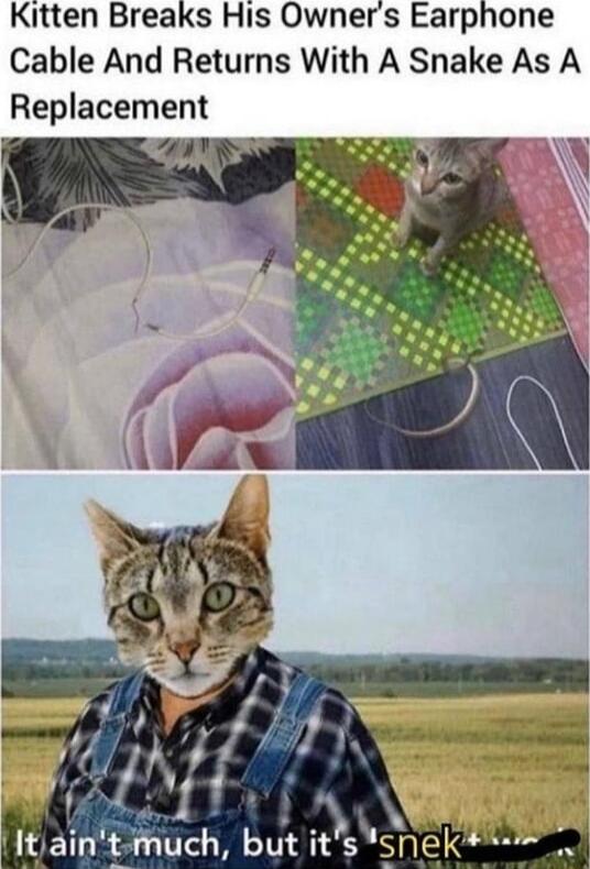 Kitten Breaks His Owners Earphone Cable And Returns With A Snake As A Replacement