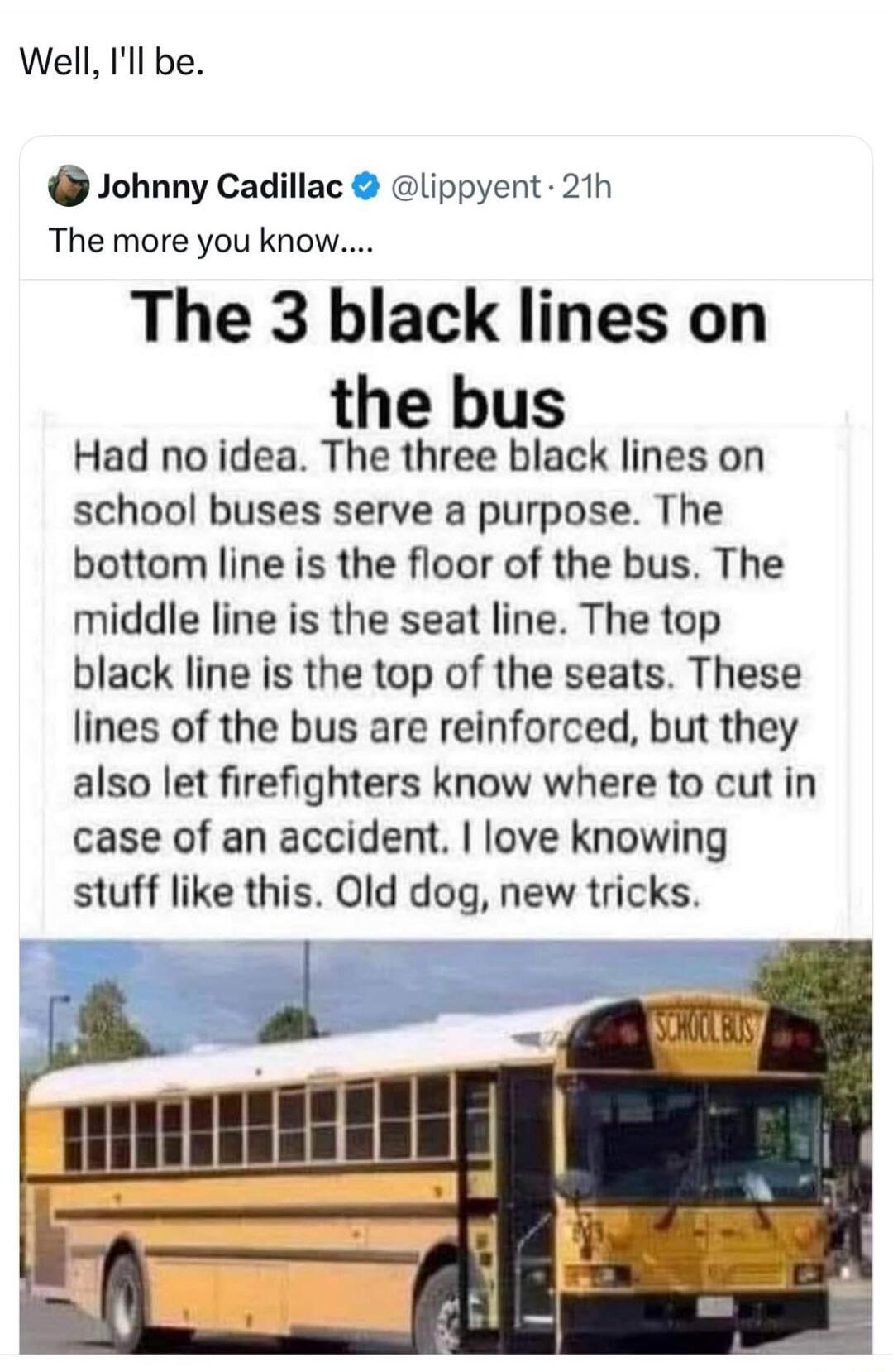 The 3 black lines on the bus Had no idea. The three black lines on school buses serve a purpose. The bottom line is the floor of the bus. The middle line is the seat line. The top black line is the top of the seats. These lines of the bus are reinforced, but they also let firefighters know where to cut in case of an accident. I love knowing stuff l