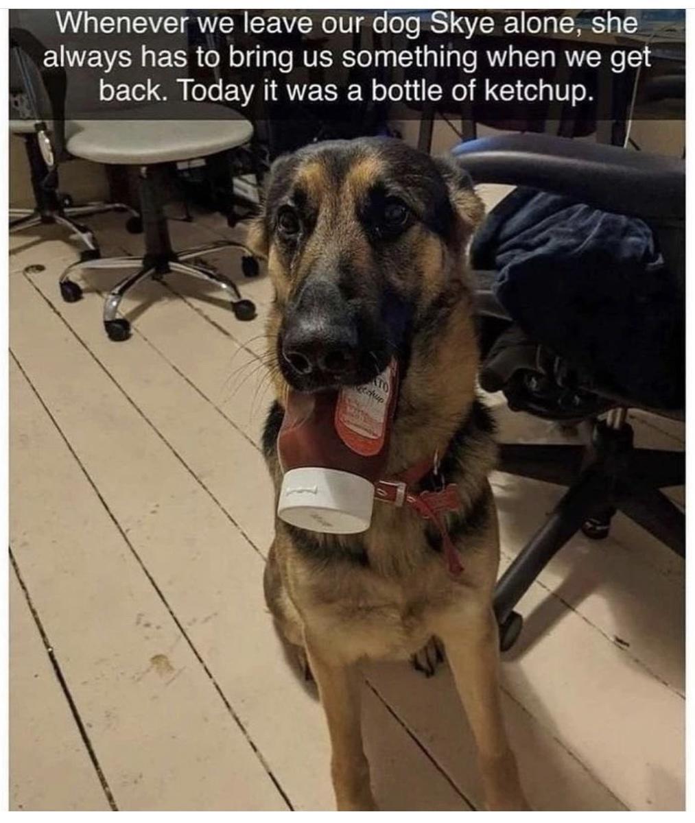 Whenever we leave our dog Skye alone she always has to bring us something when we get LE N T EVEIRTE SR olelu R 1o 1T o