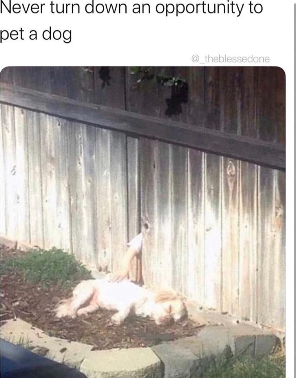 Never turn down an opportunity to pet a dog