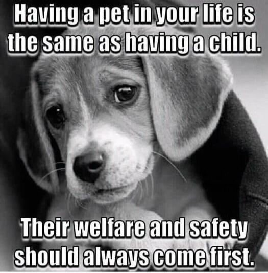 Having a pet in your life is the same as having a child. Their welfare and safety should always come first.