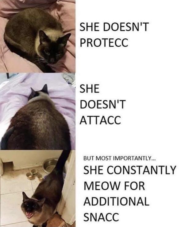 SHE DOESNT PROTECC SHE DOESNT ATTACC BUT MOST IMPORTANTLY SHE CONSTANTLY MEOW FOR ADDITIONAL SNACC