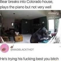 Bear breaks info Colorado house plays the piano but not very well Hes trying his fucking best you bitch