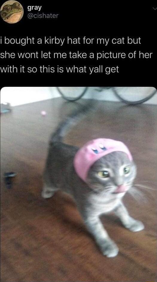 i bought a kirby hat for my cat but she wont let me take a picture of her with it so this is what yall get