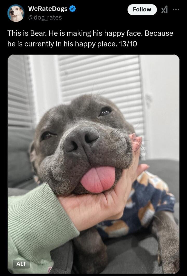 WeRateDogs This is Bear He is making his happy face Because he is currently in his happy place 1310