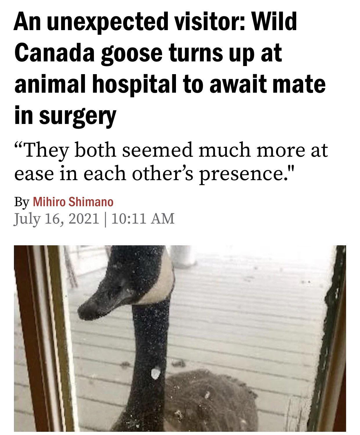 An unexpected visitor Wild Canada goose turns up at animal hospital to await mate in surgery They both seemed much more at ease in each others presence By Mihiro Shimano July 16 2021 1011 AM