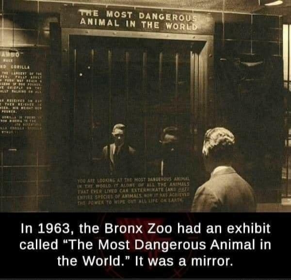 In 1963 the Bronx Zoo had an exhibit called The Most Dangerous Animal in the World It was a mirror